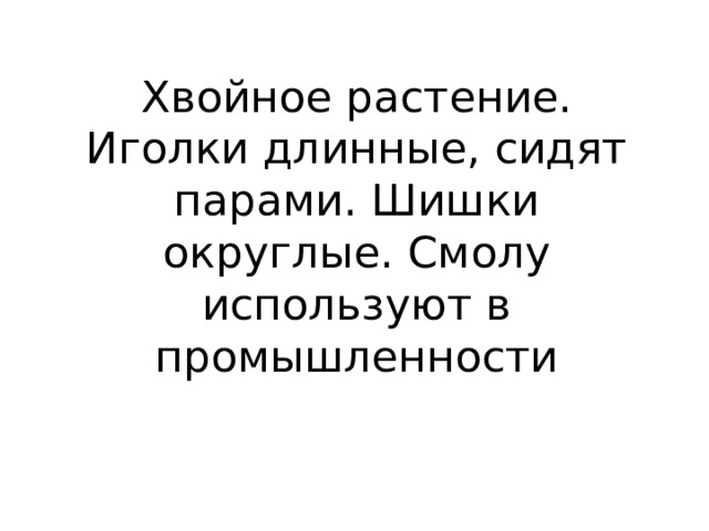 Хвойное растение. Иголки длинные, сидят парами. Шишки округлые. Смолу используют в промышленности