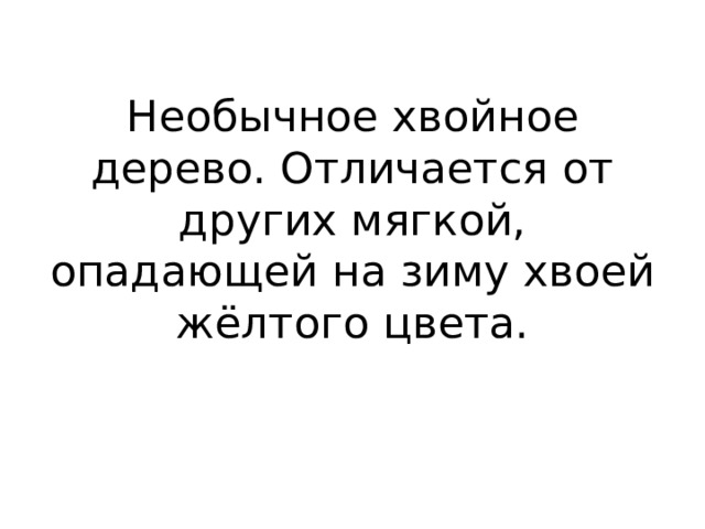 Необычное хвойное дерево. Отличается от других мягкой, опадающей на зиму хвоей жёлтого цвета.