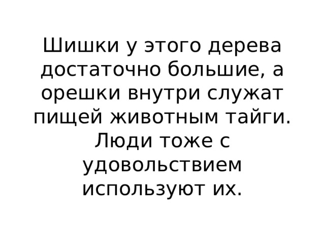 Шишки у этого дерева достаточно большие, а орешки внутри служат пищей животным тайги. Люди тоже с удовольствием используют их.