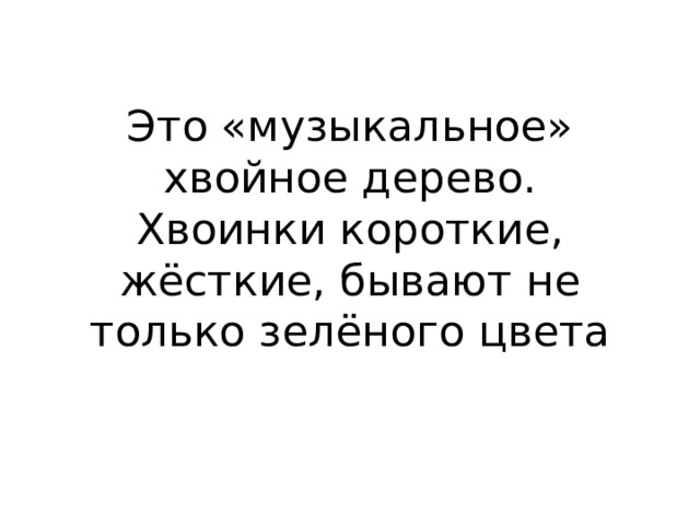 Это «музыкальное» хвойное дерево.  Хвоинки короткие, жёсткие, бывают не только зелёного цвета