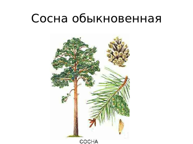 Сосна обыкновенная