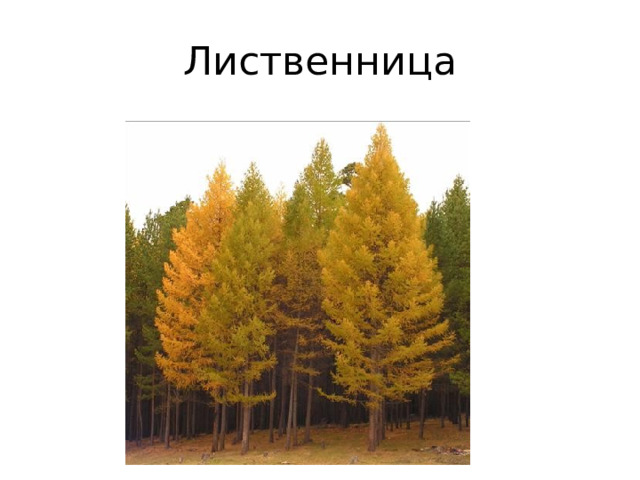 Лиственница