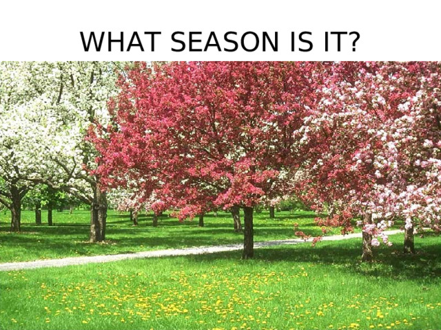 WHAT SEASON IS IT? 