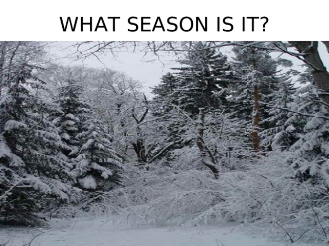 WHAT SEASON IS IT? 