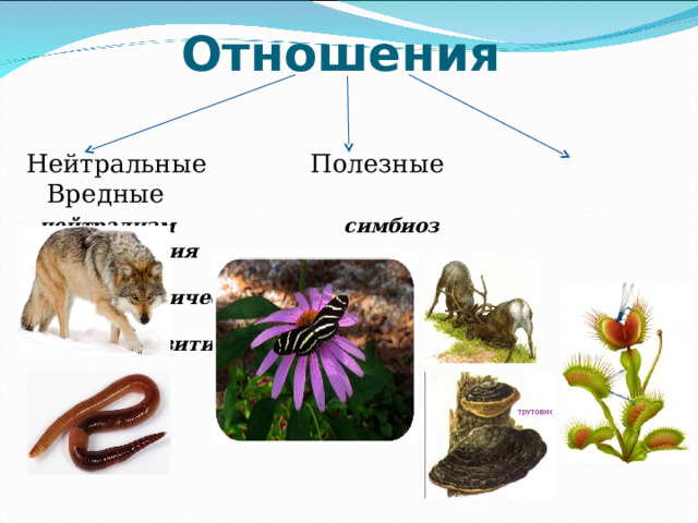 Отношения Нейтральные Полезные Вредные  нейтрализм  симбиоз конкуренция  хищничество  паразитизм 