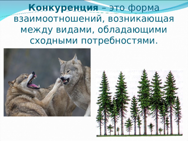 Конкуренция – это форма взаимоотношений, возникающая между видами, обладающими сходными потребностями. 