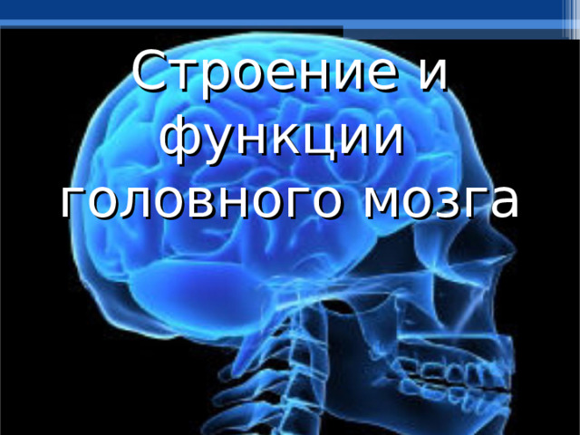 Строение и функции  головного мозга 