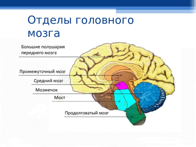 Отделы головного мозга 