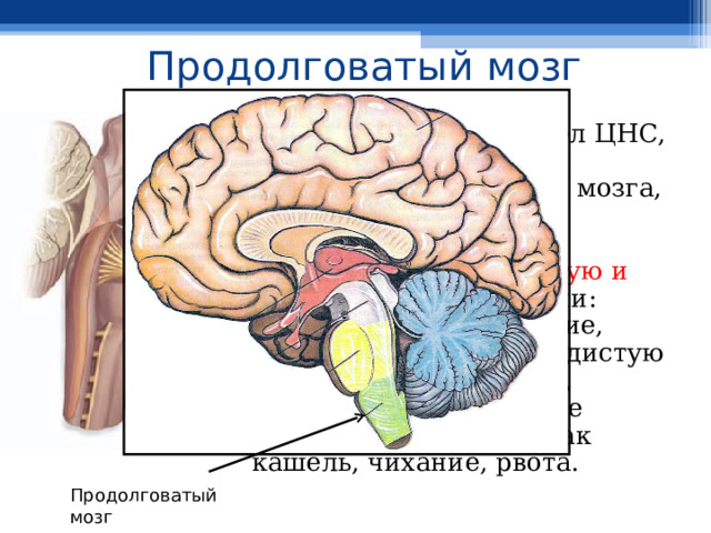 Продолговатый мозг  Продолговатый мозг - жизненно важный отдел ЦНС, представляющий собой продолжение спинного мозга, имеет длину 2,5—3 см. Продолговатый мозг выполняет рефлекторную и проводниковую функции: регулирует пищеварение, дыхание, сердечнососудистую деятельность, жевание, глотание, а также такие защитные рефлексы, как кашель, чихание, рвота. Продолговатый мозг 