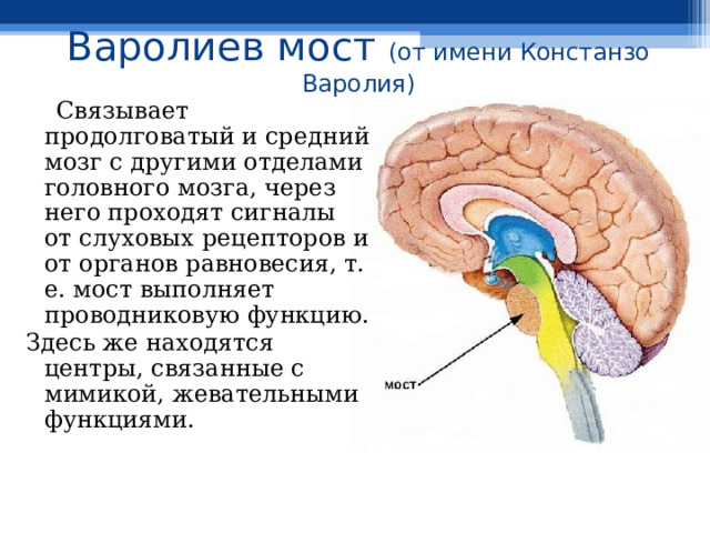 Варолиев мост (от имени Констанзо Варолия)  Связывает продолговатый и средний мозг с другими отделами головного мозга, через него проходят сигналы от слуховых рецепторов и от органов равновесия, т. е. мост выполняет проводниковую функцию. Здесь же находятся центры, связанные с мимикой, жевательными функциями. 