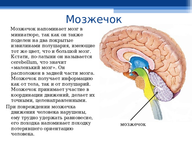 Мозжечок  Мозжечок напоминает мозг в миниатюре, так как он также поделен на два покрытые извилинами полушария, имеющие тот же цвет, что и большой мозг. Кстати, по-латыни он называется cerebellum, что значит «маленький мозг». Он расположен в задней части мозга. Мозжечок получает информацию как от тела, так и от полушарий. Мозжечок принимает участие в координации движений, делает их точными, целенаправленными. При повреждении мозжечка движения человека нарушены, ему трудно удержать равновесие, его походка напоминает походку потерявшего ориентацию человека. мозжечок 