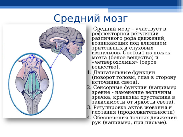 Средний мозг  Средний мозг – участвует в рефлекторной регуляции различного рода движений, возникающих под влиянием зрительных и слуховых импульсов. Состоит из ножек мозга (белое вещество) и «четверохолмия» (серое вещество). 1. Двигательные функции (поворот головы, глаз в сторону источника света). 2. Сенсорные функции (например зрение - изменение величины зрачка, кривизны хрусталика в зависимости от яркости света). 3. Регулировка актов жевания и глотания (продолжительности) 4. Обеспечения точных движений рук (например, при письме). Средний мозг 