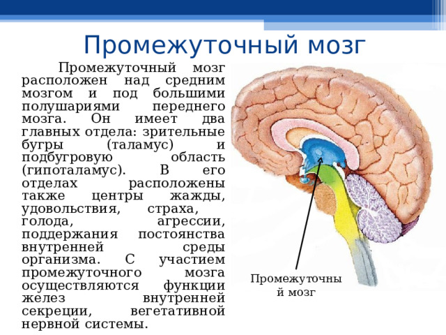 Промежуточный мозг  Промежуточный мозг расположен над средним мозгом и под большими полушариями переднего мозга. Он имеет два главных отдела: зрительные бугры (таламус) и подбугровую область (гипоталамус). В его отделах расположены также центры жажды, удовольствия, страха, голода, агрессии, поддержания постоянства внутренней среды организма. С участием промежуточного мозга осуществляются функции желез внутренней секреции, вегетативной нервной системы. Промежуточный мозг 