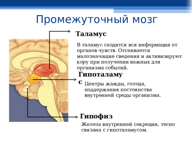 Промежуточный мозг Таламус В таламус сходится вся информация от органов чувств. Отсеивается малозначащие сведения и активизируют кору при получении важных для организма событий. Гипоталамус Центры жажды, голода, поддержания постоянства внутренней среды организма. Гипофиз Железа внутренней секреции, тесно связана с гипоталамусом. 