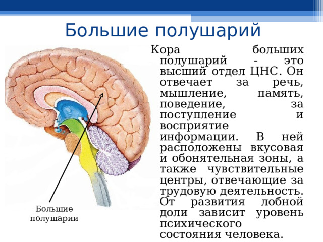 Большие полушарий Кора больших полушарий - это высший отдел ЦНС. Он отвечает за речь, мышление, память, поведение, за поступление и восприятие информации. В ней расположены вкусовая и обонятельная зоны, а также чувствительные центры, отвечающие за трудовую деятельность. От развития лобной доли зависит уровень психического состояния человека. Большие полушарии 