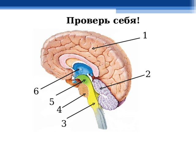 Проверь себя! 1 2 6 5 4 3 