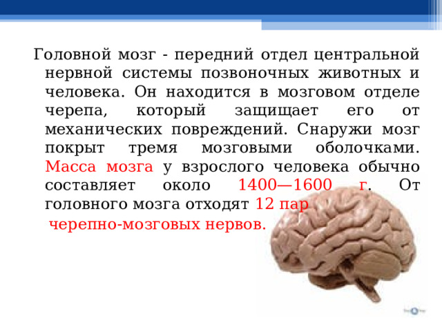 Головной мозг - передний отдел центральной нервной системы позвоночных животных и человека. Он находится в мозговом отделе черепа, который защищает его от механических повреждений. Снаружи мозг покрыт тремя мозговыми оболочками. Масса мозга у взрослого человека обычно составляет около 1400—1600 г . От головного мозга отходят 12 пар  черепно-мозговых нервов. 