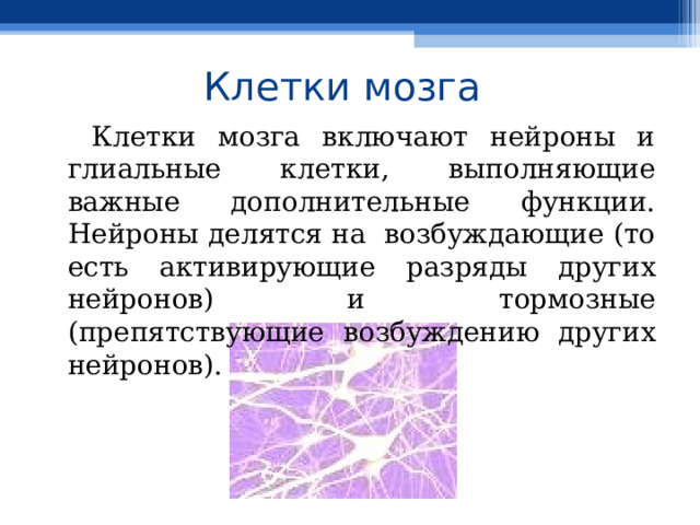 Клетки мозга  Клетки мозга включают нейроны и глиальные клетки, выполняющие важные дополнительные функции. Нейроны делятся на возбуждающие (то есть активирующие разряды других нейронов) и тормозные (препятствующие возбуждению других нейронов). 