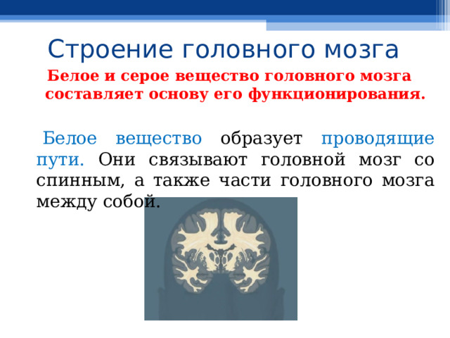 Строение головного мозга Белое и серое вещество головного мозга составляет основу его функционирования.  Белое вещество образует проводящие пути. Они связывают головной мозг со спинным, а также части головного мозга между собой. 