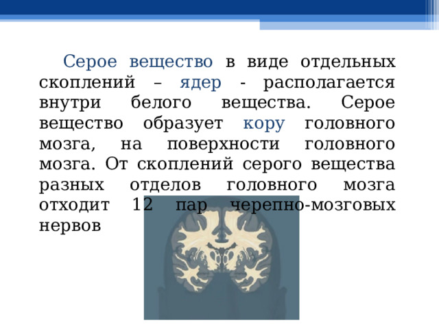  Серое вещество в виде отдельных скоплений – ядер - располагается внутри белого вещества. Серое вещество образует кору головного мозга, на поверхности головного мозга. От скоплений серого вещества разных отделов головного мозга отходит 12 пар черепно-мозговых нервов 