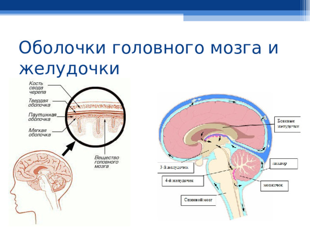 Оболочки головного мозга и желудочки 