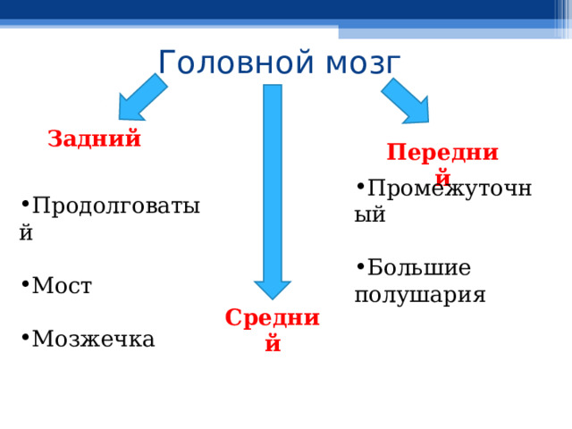 Головной мозг Задний Передний Промежуточный  Большие полушария Продолговатый  Мост  Мозжечка Средний 