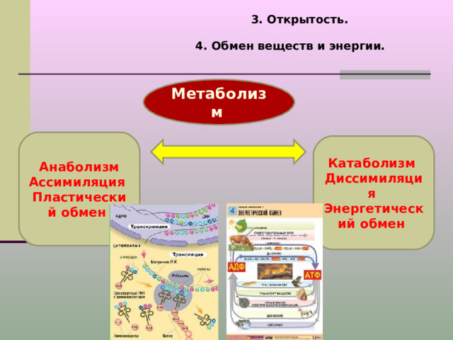 3. Открытость.   4. Обмен веществ и энергии. Метаболизм  Анаболизм Ассимиляция Пластический обмен Катаболизм Диссимиляция Энергетический обмен 