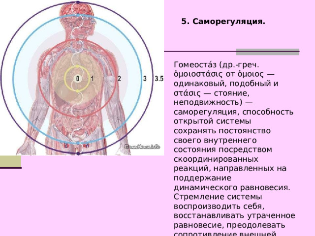 5. Саморегуляция. Гомеоста́з (др.-греч. ὁμοιοστάσις от ὁμοιος — одинаковый, подобный и στάσις — стояние, неподвижность) — саморегуляция, способность открытой системы сохранять постоянство своего внутреннего состояния посредством скоординированных реакций, направленных на поддержание динамического равновесия. Стремление системы воспроизводить себя, восстанавливать утраченное равновесие, преодолевать сопротивление внешней среды. 