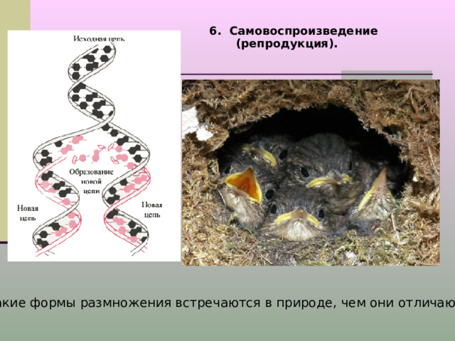 6. Самовоспроизведение (репродукция). Какие формы размножения встречаются в природе, чем они отличаются? 