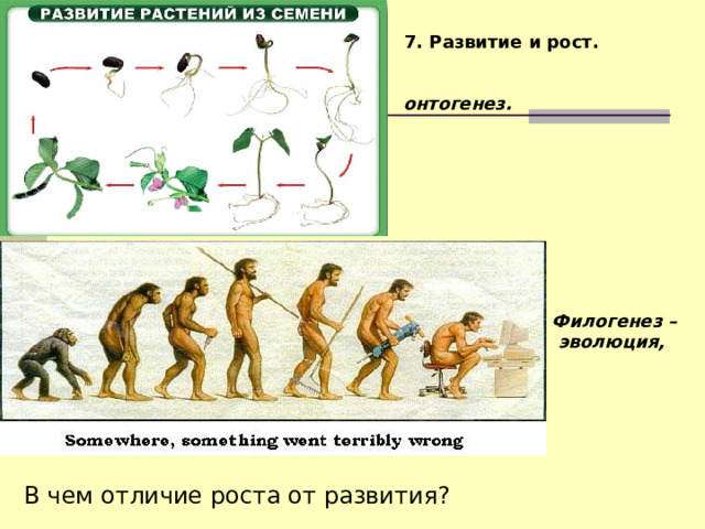 7. Развитие и рост. онтогенез. Филогенез –  эволюция, В чем отличие роста от развития? 