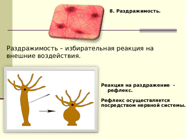 8. Раздражимость. Раздражимость – избирательная реакция на внешние воздействия. Реакция на раздражение -  рефлекс.  Рефлекс осуществляется посредством нервной системы. 