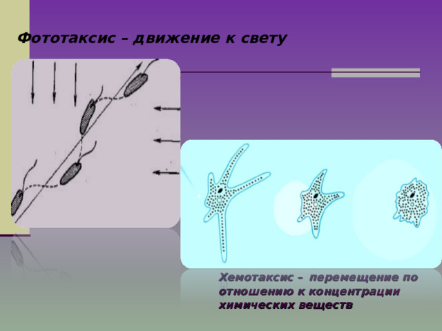 Фототаксис – движение к свету Хемотаксис –  перемещение по отношению к концентрации химических веществ 