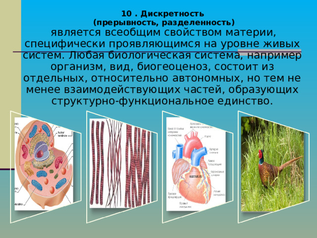 10 . Дискретность  (прерывность, разделенность)  является всеобщим свойством материи, специфически проявляющимся на уровне живых систем. Любая биологическая система, например организм, вид, биогеоценоз, состоит из отдельных, относительно автономных, но тем не менее взаимодействующих частей, образующих структурно-функциональное единство. 