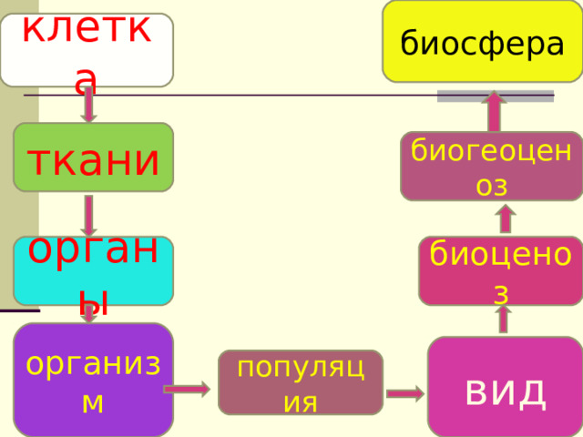 биосфера клетка ткани биогеоценоз биоценоз органы организм вид популяция 