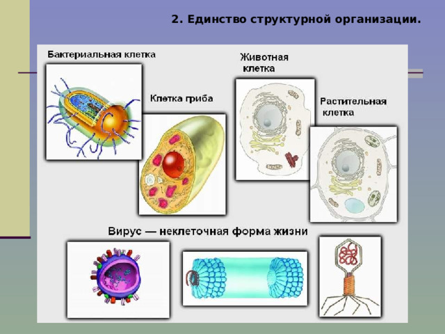 2. Единство структурной организации. 