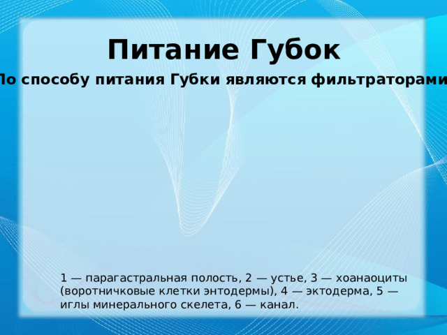 Питание Губок По способу питания Губки являются фильтраторами. 1 — парагастральная полость, 2 — устье, 3 — хоанаоциты (воротничковые клетки энтодермы), 4 — эктодерма, 5 — иглы минерального скелета, 6 — канал. 