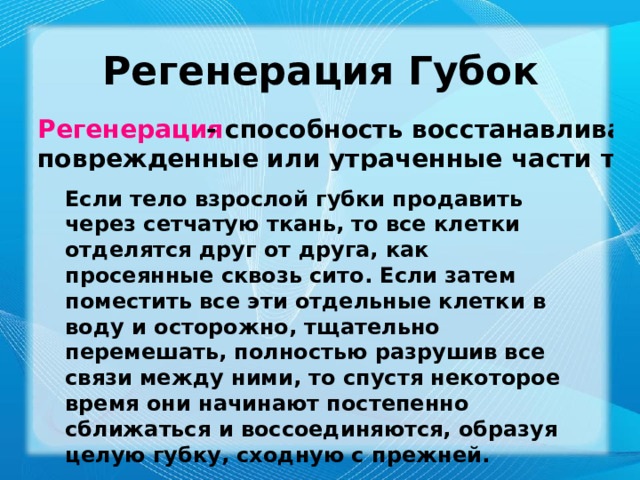 Регенерация Губок Если тело взрослой губки продавить через сетчатую ткань, то все клетки отделятся друг от друга, как просеянные сквозь сито. Если затем поместить все эти отдельные клетки в воду и осторожно, тщательно перемешать, полностью разрушив все связи между ними, то спустя некоторое время они начинают постепенно сближаться и воссоединяются, образуя целую губку, сходную с прежней. 