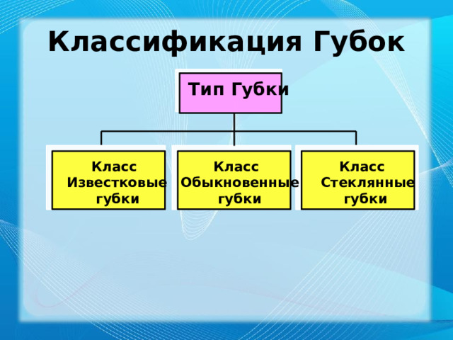 Классификация Губок 