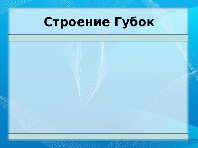 Строение Губок   