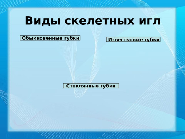 Виды скелетных игл Обыкновенные губки Известковые губки Стеклянные губки 