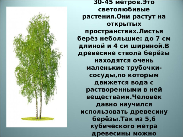 Описание берёзы с помощью измерительных величин.  Берёзы высотой примерно 30-45 метров.Это светолюбивые растения.Они растут на открытых пространствах.Листья берёз небольшие: до 7 см длиной и 4 см шириной.В древесине ствола берёзы находятся очень маленькие трубочки-сосуды,по которым движется вода с растворенными в ней веществами.Человек давно научился использовать древесину берёзы.Так из 5,6 кубического метра древесины можно приготовить 1 тонну бумаги 