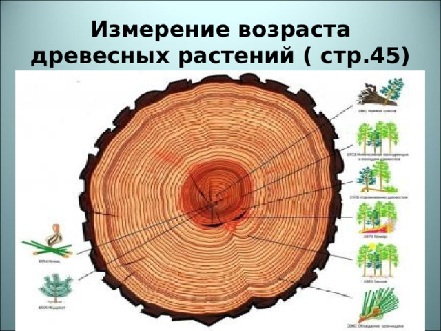 Измерение возраста древесных растений ( стр.45) 