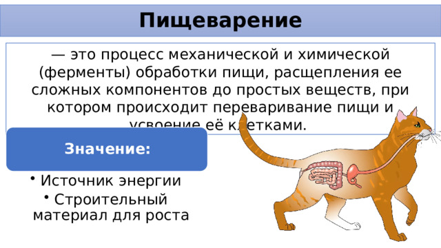 Пищеварение — это процесс механической и химической (ферменты) обработки пищи, расщепления ее сложных компонентов до простых веществ, при котором происходит переваривание пищи и усвоение её клетками. Значение: Источник энергии Строительный материал для роста Источник энергии Строительный материал для роста 