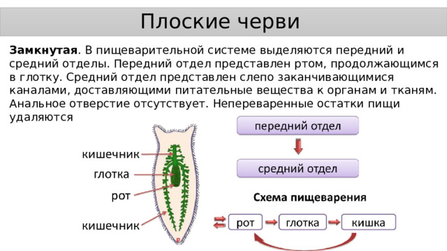 Плоские черви Замкнутая . В пищеварительной системе выделяются передний и средний отделы. Передний отдел представлен ртом, продолжающимся в глотку. Средний отдел представлен слепо заканчивающимися каналами, доставляющими питательные вещества к органам и тканям. Анальное отверстие отсутствует. Непереваренные остатки пищи удаляются через ротовое отверстие. 