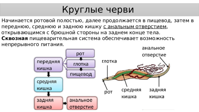 Круглые черви Начинается ротовой полостью, далее продолжается в пищевод, затем в переднюю, среднюю и заднюю кишку с анальным отверстием , открывающимся с брюшной стороны на заднем конце тела. Сквозная пищеварительная система обеспечивает возможность непрерывного питания. 