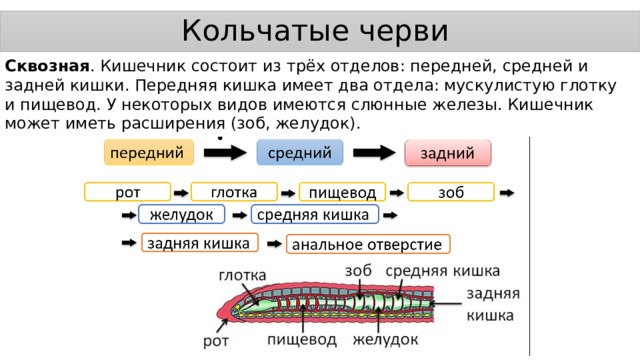 Кольчатые черви Сквозная . Кишечник состоит из трёх отделов: передней, средней и задней кишки. Передняя кишка имеет два отдела: мускулистую глотку и пищевод. У некоторых видов имеются слюнные железы. Кишечник может иметь расширения (зоб, желудок). 