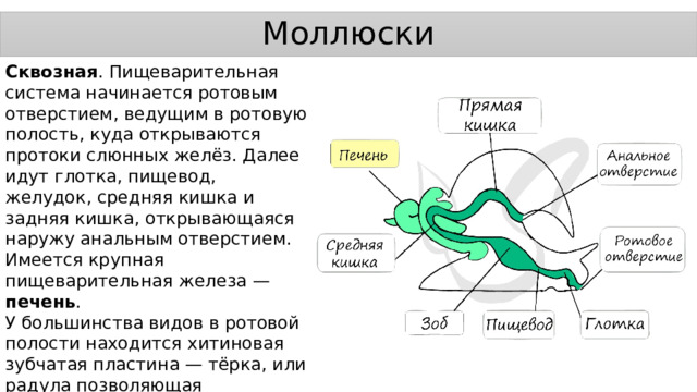 Моллюски Сквозная . Пищеварительная система начинается ротовым отверстием, ведущим в ротовую полость, куда открываются протоки слюнных желёз. Далее идут глотка, пищевод, желудок, средняя кишка и задняя кишка, открывающаяся наружу анальным отверстием. Имеется крупная пищеварительная железа — печень . У большинства видов в ротовой полости находится хитиновая зубчатая пластина — тёрка, или радула позволяющая соскабливать и измельчать пищу. 