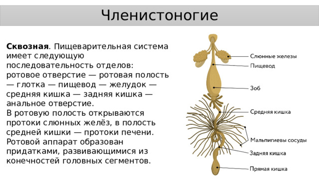 Членистоногие Сквозная . Пищеварительная система имеет следующую последовательность отделов: ротовое отверстие — ротовая полость — глотка — пищевод — желудок — средняя кишка — задняя кишка — анальное отверстие. В ротовую полость открываются протоки слюнных желёз, в полость средней кишки — протоки печени. Ротовой аппарат образован придатками, развивающимися из конечностей головных сегментов. 