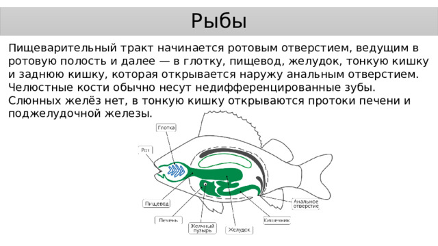 Рыбы Пищеварительный тракт начинается ротовым отверстием, ведущим в ротовую полость и далее — в глотку, пищевод, желудок, тонкую кишку и заднюю кишку, которая открывается наружу анальным отверстием. Челюстные кости обычно несут недифференцированные зубы. Слюнных желёз нет, в тонкую кишку открываются протоки печени и поджелудочной железы. 