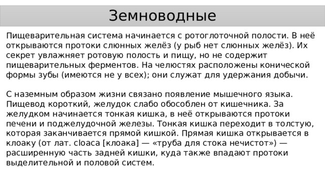 Земноводные Пищеварительная система начинается с ротоглоточной полости. В неё открываются протоки слюнных желёз (у рыб нет слюнных желёз). Их секрет увлажняет ротовую полость и пищу, но не содержит пищеварительных ферментов. На челюстях расположены конической формы зубы (имеются не у всех); они служат для удержания добычи. С наземным образом жизни связано появление мышечного языка. Пищевод короткий, желудок слабо обособлен от кишечника. За желудком начинается тонкая кишка, в неё открываются протоки печени и поджелудочной железы. Тонкая кишка переходит в толстую, которая заканчивается прямой кишкой. Прямая кишка открывается в клоаку (от лат. cloaca [клоака] — «труба для стока нечистот») — расширенную часть задней кишки, куда также впадают протоки выделительной и половой систем. 